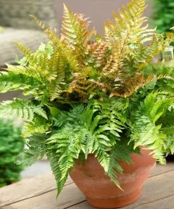 Fast Growing Trees Brilliance Autumn Fern Plant 9 Fast Growing Trees Brilliance Autumn Fern Plant
