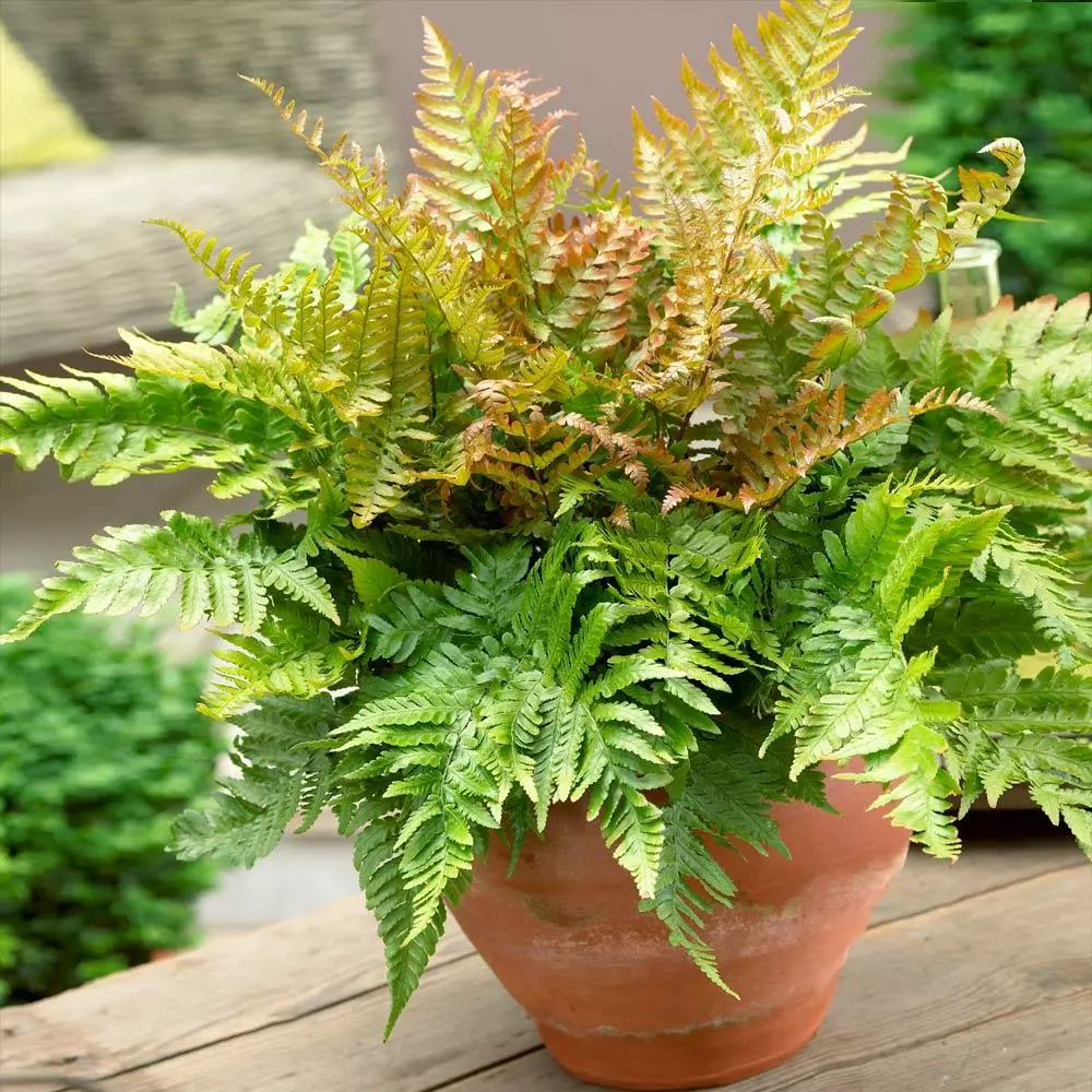 Fast Growing Trees Brilliance Autumn Fern Plant 6 Fast Growing Trees Brilliance Autumn Fern Plant
