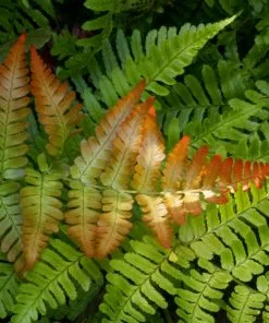 Fast Growing Trees Brilliance Autumn Fern Plant 8 Fast Growing Trees Brilliance Autumn Fern Plant