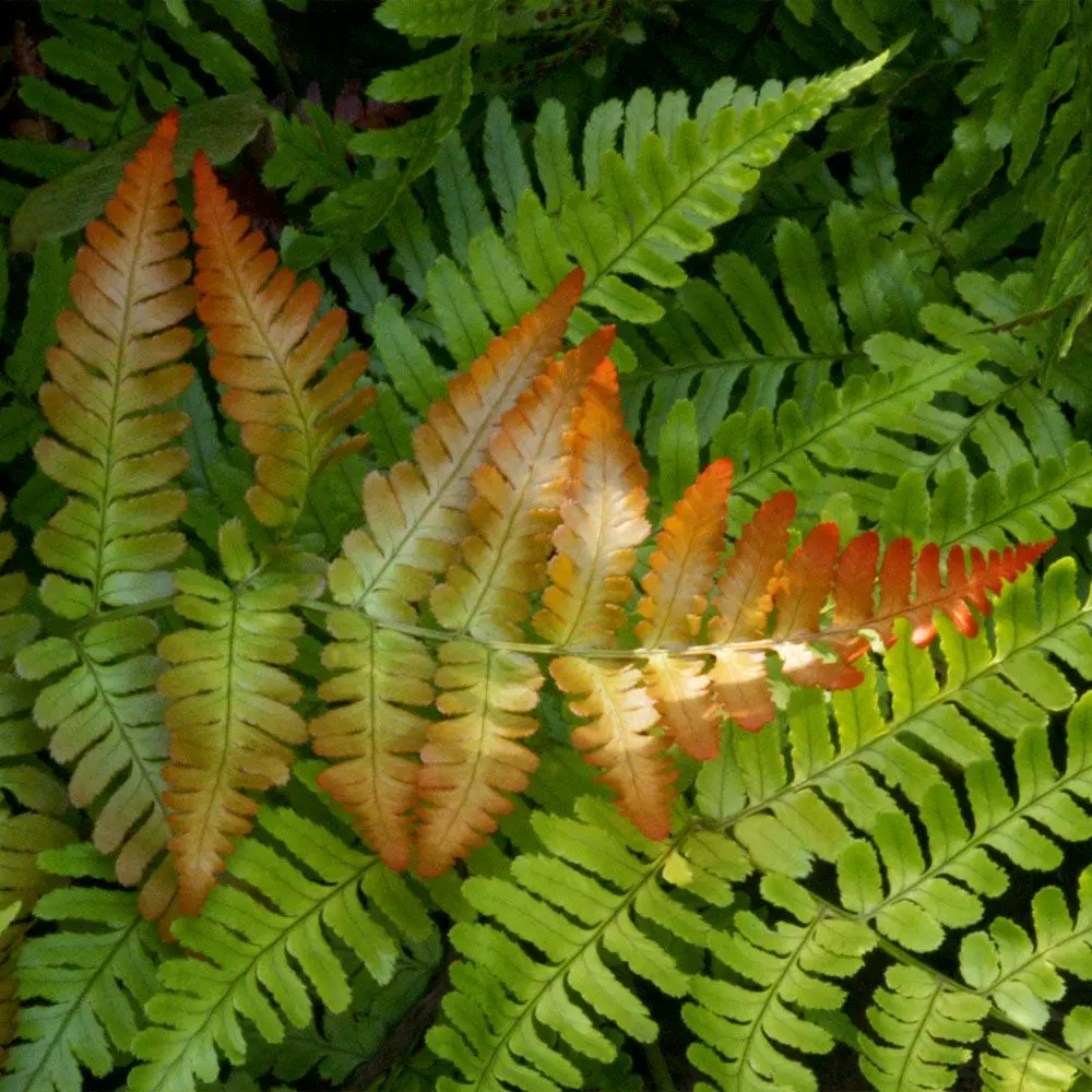 Fast Growing Trees Brilliance Autumn Fern Plant 5 Fast Growing Trees Brilliance Autumn Fern Plant