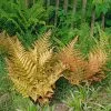 Fast Growing Trees Brilliance Autumn Fern Plant 1 Fast Growing Trees Brilliance Autumn Fern Plant
