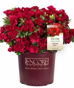 Fast Growing Trees Autumn Fire™ Encore® Azalea Shrub 12 Fast Growing Trees Autumn Fire™ Encore® Azalea Shrub