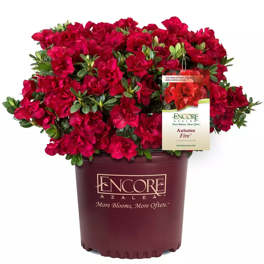 Fast Growing Trees Autumn Fire™ Encore® Azalea Shrub 7 Fast Growing Trees Autumn Fire™ Encore® Azalea Shrub