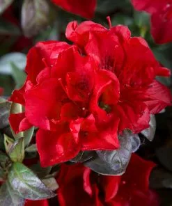 Fast Growing Trees Autumn Fire™ Encore® Azalea Shrub