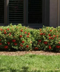 Fast Growing Trees Autumn Fire™ Encore® Azalea Shrub 11 Fast Growing Trees Autumn Fire™ Encore® Azalea Shrub