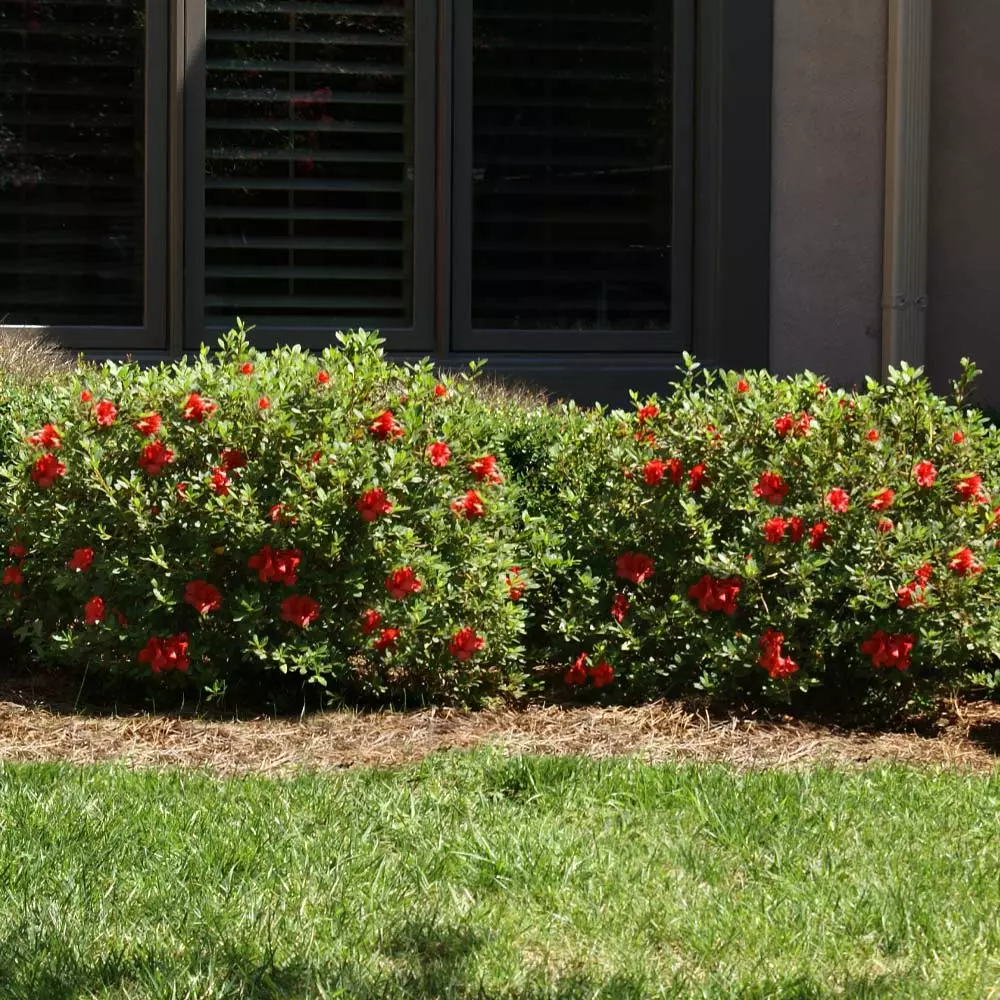 Fast Growing Trees Autumn Fire™ Encore® Azalea Shrub 6 Fast Growing Trees Autumn Fire™ Encore® Azalea Shrub