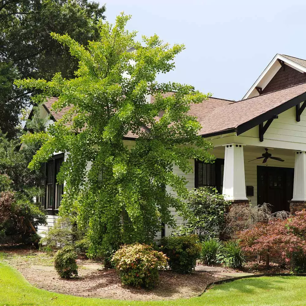 Fast Growing Trees Ginkgo Trees Autumn Gold Ginkgo Tree 5 Fast Growing Trees Ginkgo Trees Autumn Gold Ginkgo Tree