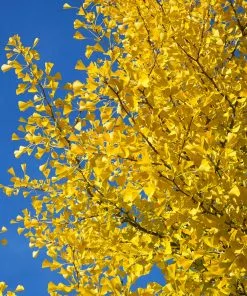 Fast Growing Trees Ginkgo Trees Autumn Gold Ginkgo Tree 11 Fast Growing Trees Ginkgo Trees Autumn Gold Ginkgo Tree
