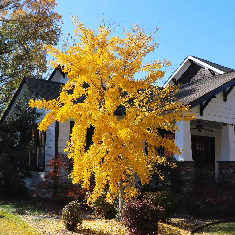 Fast Growing Trees Ginkgo Trees Autumn Gold Ginkgo Tree 6 Fast Growing Trees Ginkgo Trees Autumn Gold Ginkgo Tree