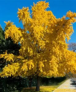 Fast Growing Trees Ginkgo Trees Autumn Gold Ginkgo Tree