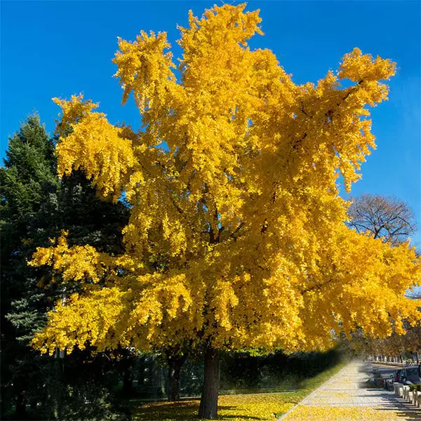 Fast Growing Trees Ginkgo Trees Autumn Gold Ginkgo Tree 3 Fast Growing Trees Ginkgo Trees Autumn Gold Ginkgo Tree