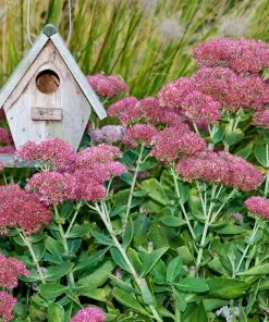 Fast Growing Trees See All Shrubs & Hedges Autumn Joy Sedum 7 Fast Growing Trees See All Shrubs & Hedges Autumn Joy Sedum