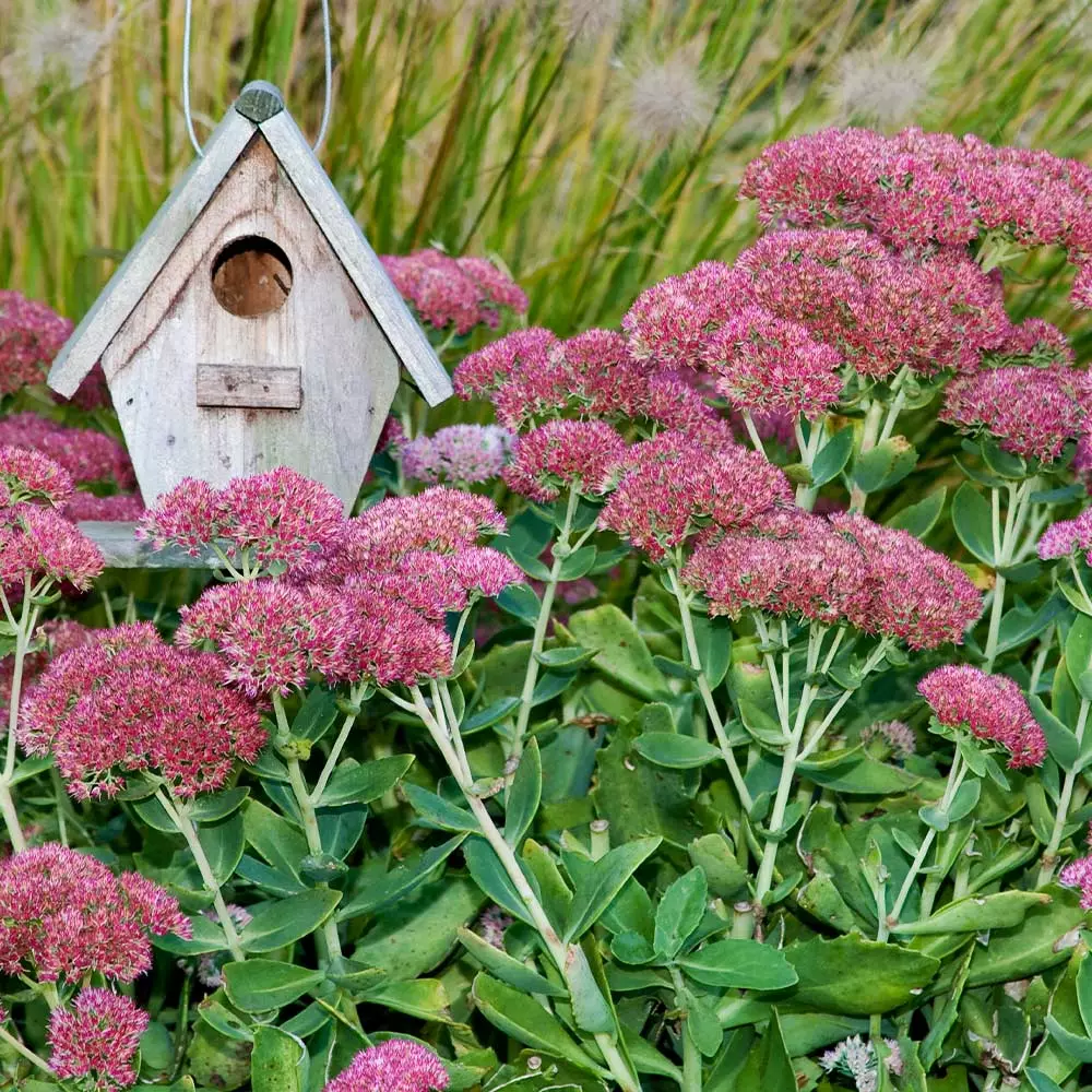 Fast Growing Trees See All Shrubs & Hedges Autumn Joy Sedum 5 Fast Growing Trees See All Shrubs & Hedges Autumn Joy Sedum