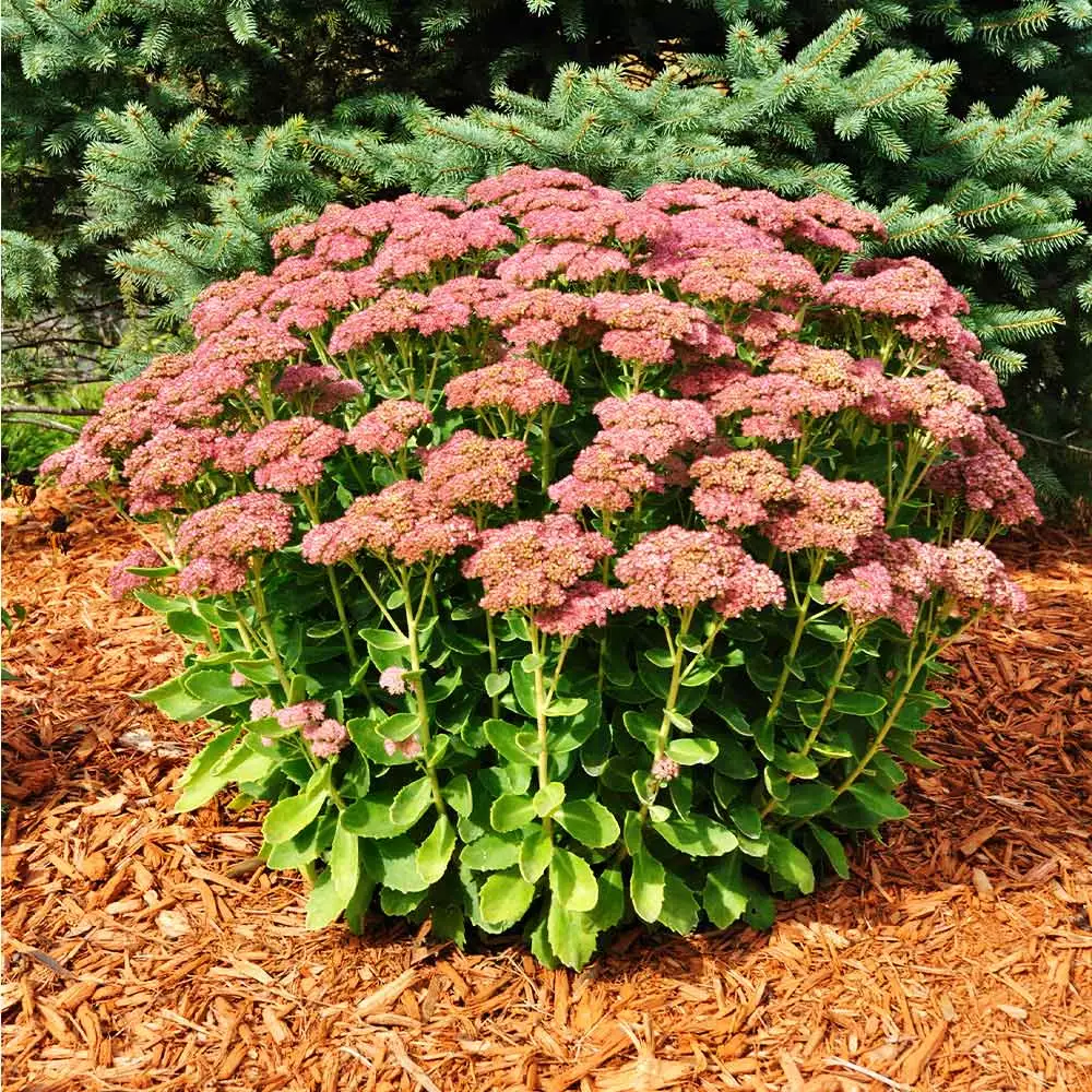 Fast Growing Trees See All Shrubs & Hedges Autumn Joy Sedum 4 Fast Growing Trees See All Shrubs & Hedges Autumn Joy Sedum