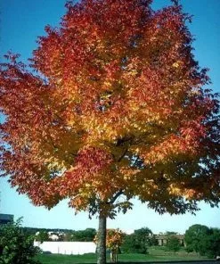 Fast Growing Trees Ash Trees Autumn Purple Ash Tree