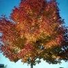 Fast Growing Trees Ash Trees Autumn Purple Ash Tree 2 Fast Growing Trees Ash Trees Autumn Purple Ash Tree
