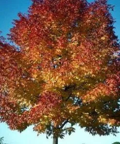 Fast Growing Trees Ash Trees Autumn Purple Ash Tree