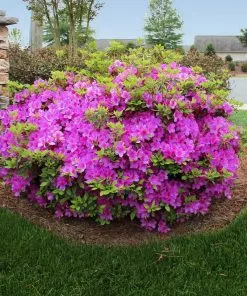 Fast Growing Trees Autumn Royalty® Encore® Azalea