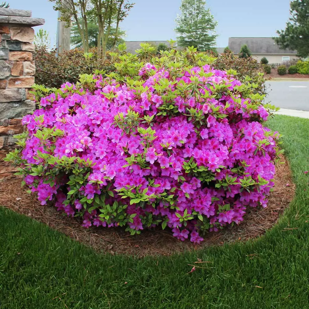 Fast Growing Trees Autumn Royalty® Encore® Azalea 4 Fast Growing Trees Autumn Royalty® Encore® Azalea