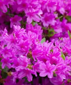 Fast Growing Trees Autumn Royalty® Encore® Azalea 8 Fast Growing Trees Autumn Royalty® Encore® Azalea