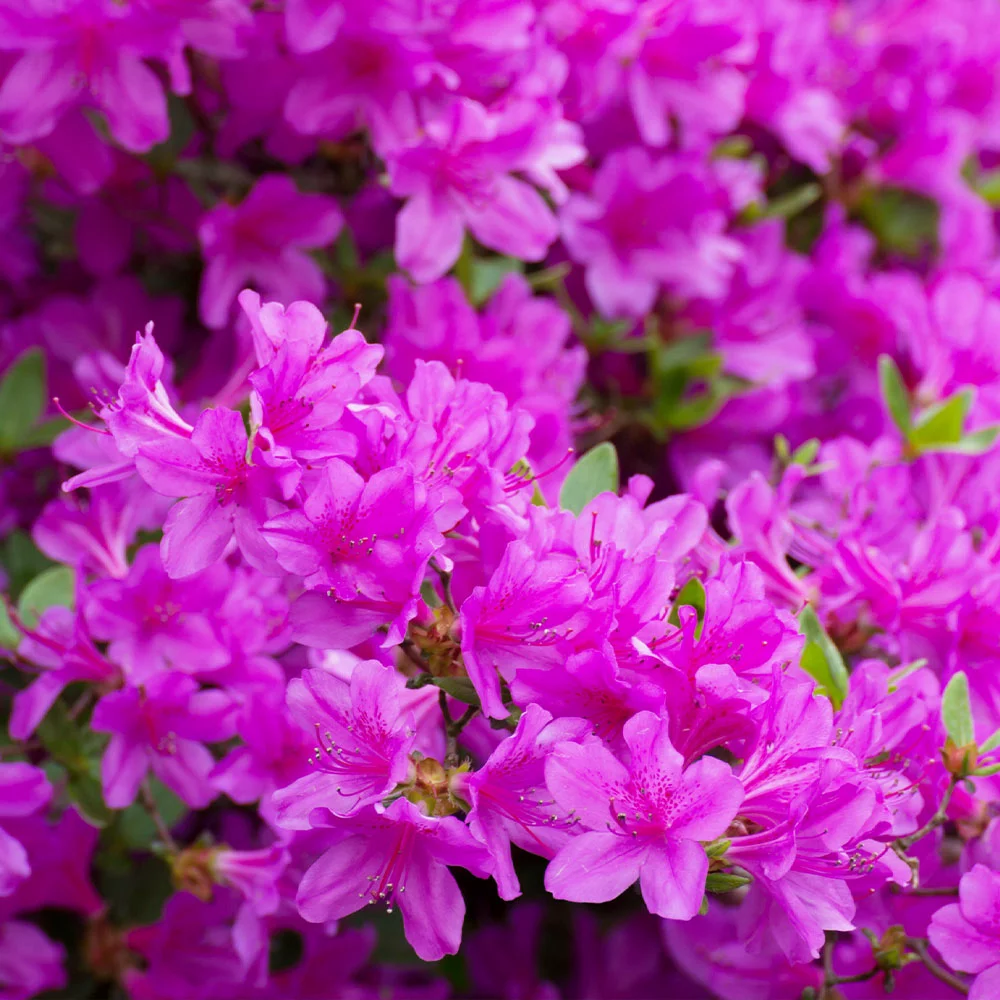 Fast Growing Trees Autumn Royalty® Encore® Azalea 5 Fast Growing Trees Autumn Royalty® Encore® Azalea