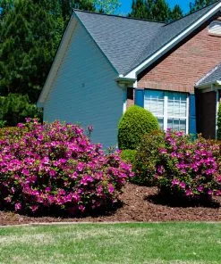 Fast Growing Trees Autumn Royalty® Encore® Azalea 9 Fast Growing Trees Autumn Royalty® Encore® Azalea