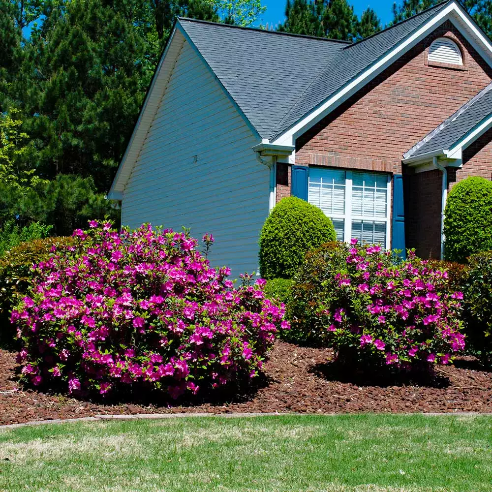 Fast Growing Trees Autumn Royalty® Encore® Azalea 6 Fast Growing Trees Autumn Royalty® Encore® Azalea