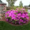Fast Growing Trees Autumn Royalty® Encore® Azalea 2 Fast Growing Trees Autumn Royalty® Encore® Azalea