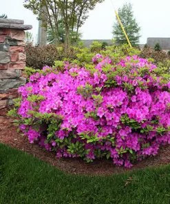 Fast Growing Trees Autumn Royalty® Encore® Azalea