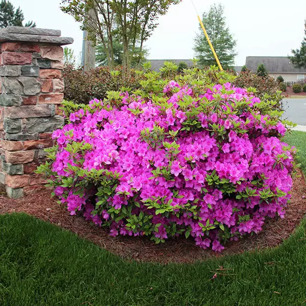 Fast Growing Trees Autumn Royalty® Encore® Azalea 3 Fast Growing Trees Autumn Royalty® Encore® Azalea