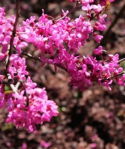 Fast Growing Trees Avondale Redbud Tree 9 Fast Growing Trees Avondale Redbud Tree
