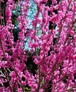 Fast Growing Trees Avondale Redbud Tree 10 Fast Growing Trees Avondale Redbud Tree