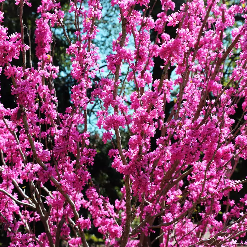 Fast Growing Trees Avondale Redbud Tree 6 Fast Growing Trees Avondale Redbud Tree