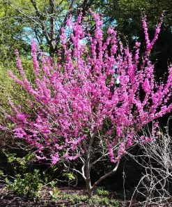 Fast Growing Trees Avondale Redbud Tree