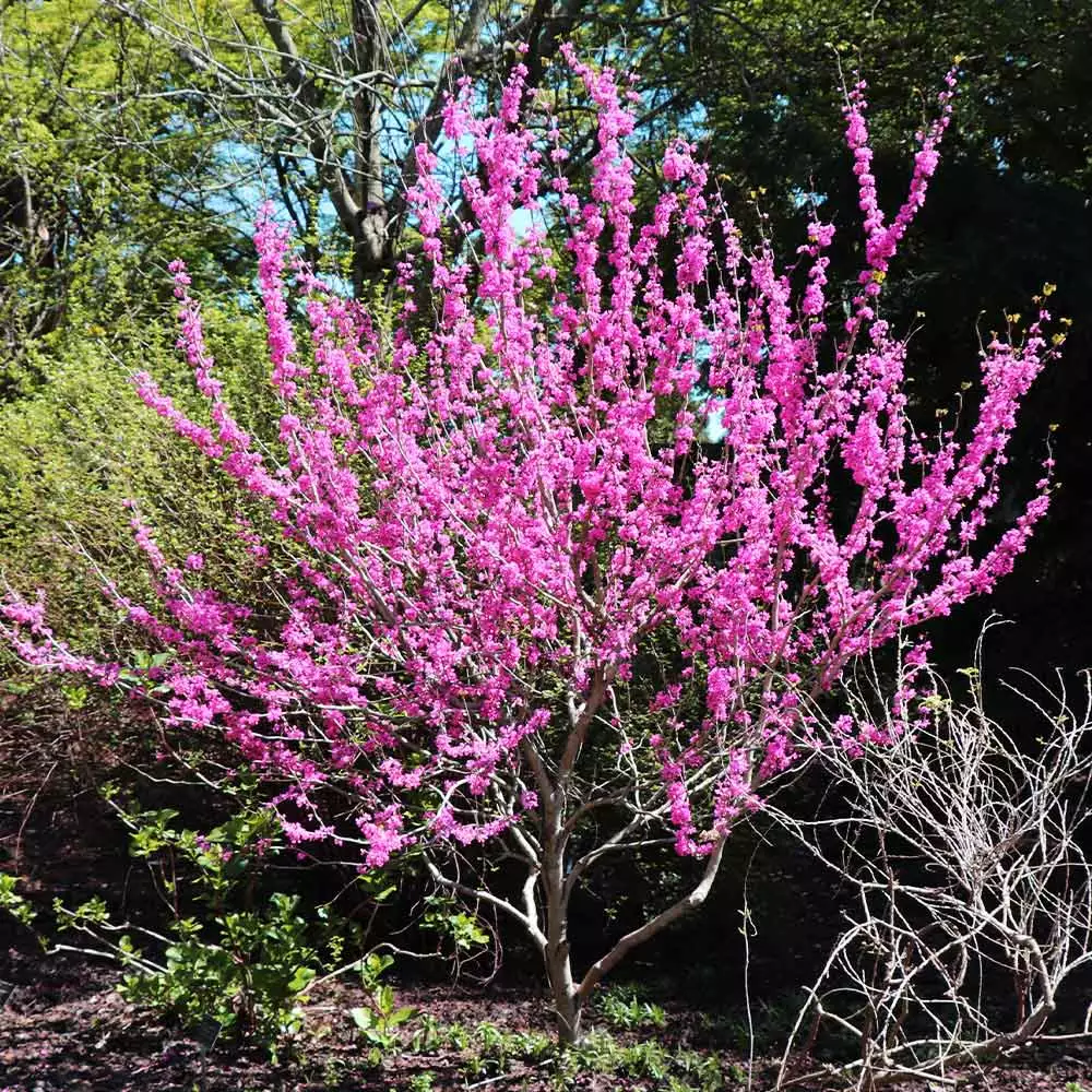 Fast Growing Trees Avondale Redbud Tree 4 Fast Growing Trees Avondale Redbud Tree