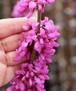 Fast Growing Trees Avondale Redbud Tree 11 Fast Growing Trees Avondale Redbud Tree