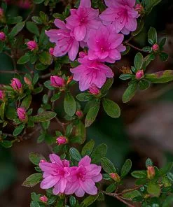 Fast Growing Trees Azalea Shrubs Karen Azalea Shrub 7 Fast Growing Trees Azalea Shrubs Karen Azalea Shrub