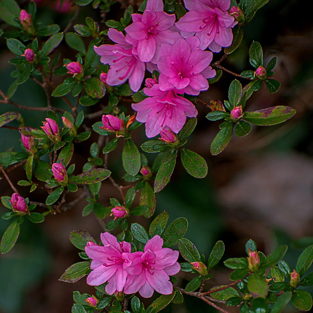 Fast Growing Trees Azalea Shrubs Karen Azalea Shrub 5 Fast Growing Trees Azalea Shrubs Karen Azalea Shrub