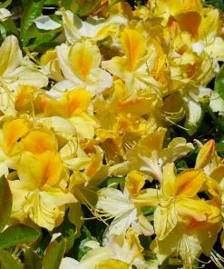 Fast Growing Trees Lemon Lights Azalea Shrub Azalea Shrubs 8 Fast Growing Trees Lemon Lights Azalea Shrub Azalea Shrubs