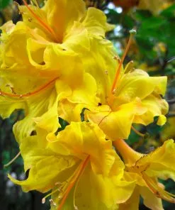 Fast Growing Trees Lemon Lights Azalea Shrub Azalea Shrubs 9 Fast Growing Trees Lemon Lights Azalea Shrub Azalea Shrubs