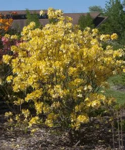 Fast Growing Trees Lemon Lights Azalea Shrub Azalea Shrubs 7 Fast Growing Trees Lemon Lights Azalea Shrub Azalea Shrubs