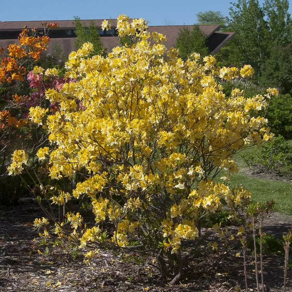 Fast Growing Trees Lemon Lights Azalea Shrub Azalea Shrubs 4 Fast Growing Trees Lemon Lights Azalea Shrub Azalea Shrubs