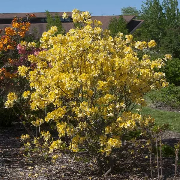 Fast Growing Trees Lemon Lights Azalea Shrub Azalea Shrubs 3 Fast Growing Trees Lemon Lights Azalea Shrub Azalea Shrubs
