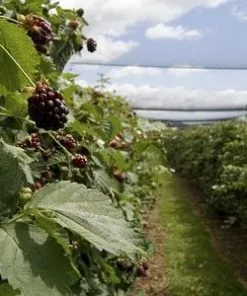 Fast Growing Trees Groundcover & Vines Boysenberry Bush - Thornless 11 Fast Growing Trees Groundcover & Vines Boysenberry Bush - Thornless