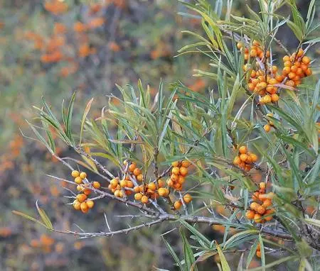 Fast Growing Trees Sea Buckthorn Most Cold Hardy 7 Fast Growing Trees Sea Buckthorn Most Cold Hardy