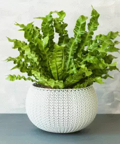 Fast Growing Trees Low Light House Plants Bird's Nest Fern