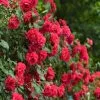 Fast Growing Trees Blaze Improved Climbing Rose 1 Fast Growing Trees Blaze Improved Climbing Rose