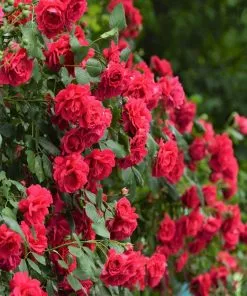Fast Growing Trees Blaze Improved Climbing Rose 7 Fast Growing Trees Blaze Improved Climbing Rose