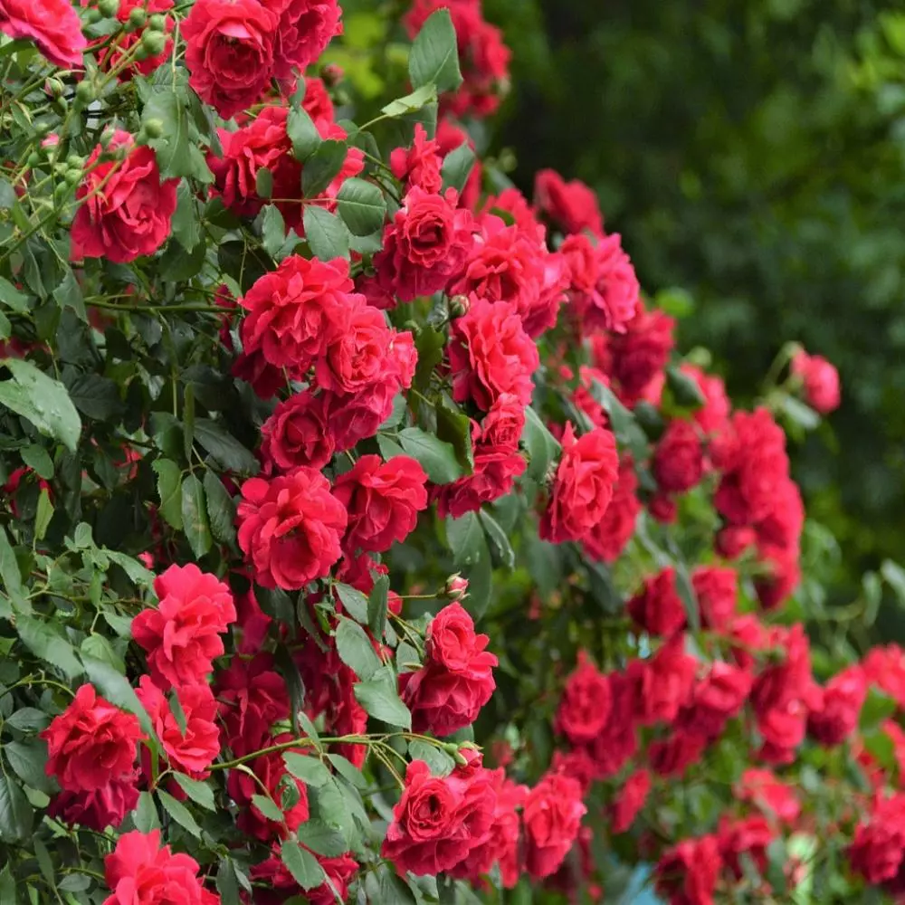 Fast Growing Trees Blaze Improved Climbing Rose 5 Fast Growing Trees Blaze Improved Climbing Rose