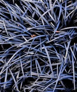 Fast Growing Trees Black Mondo Grass 8 Fast Growing Trees Black Mondo Grass